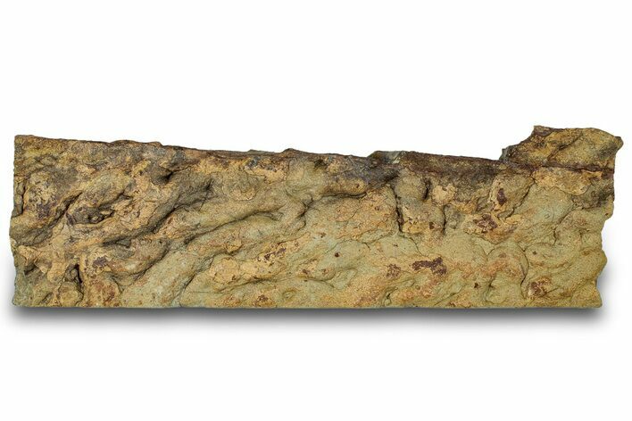 Pennsylvanian, Fossil Microbial Mat - Oklahoma #301960